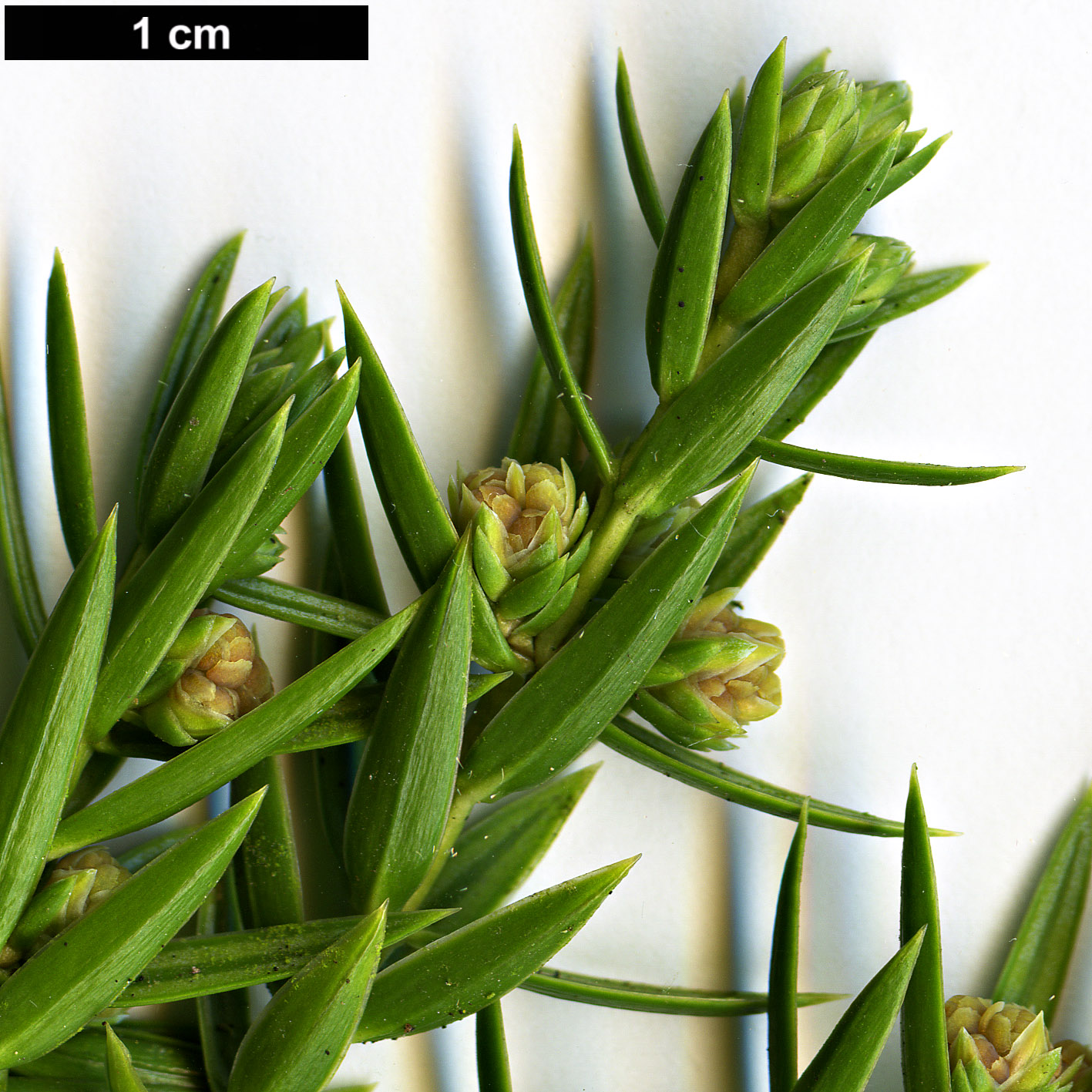 High resolution image: Family: Cupressaceae - Genus: Juniperus - Taxon: drupacea